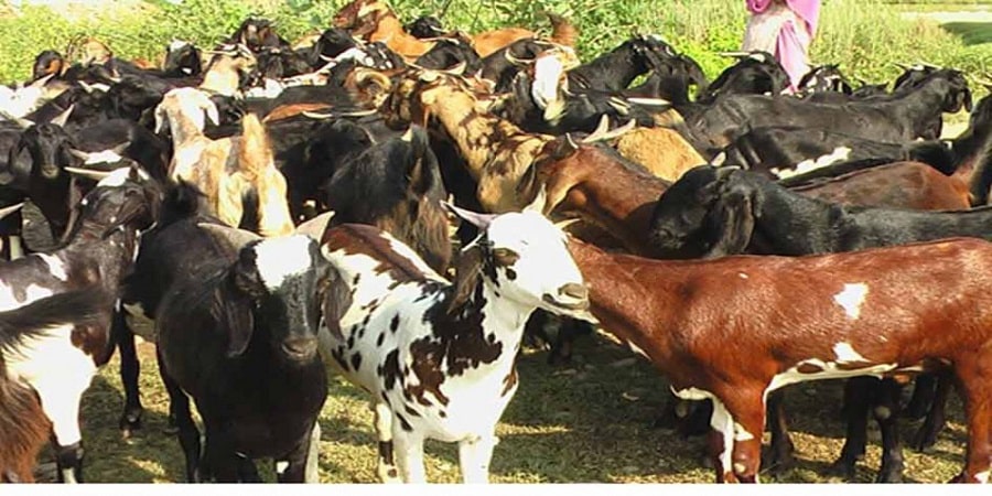 शनिबारबाट दशैँका लागि खसीबोका बिक्री हुने