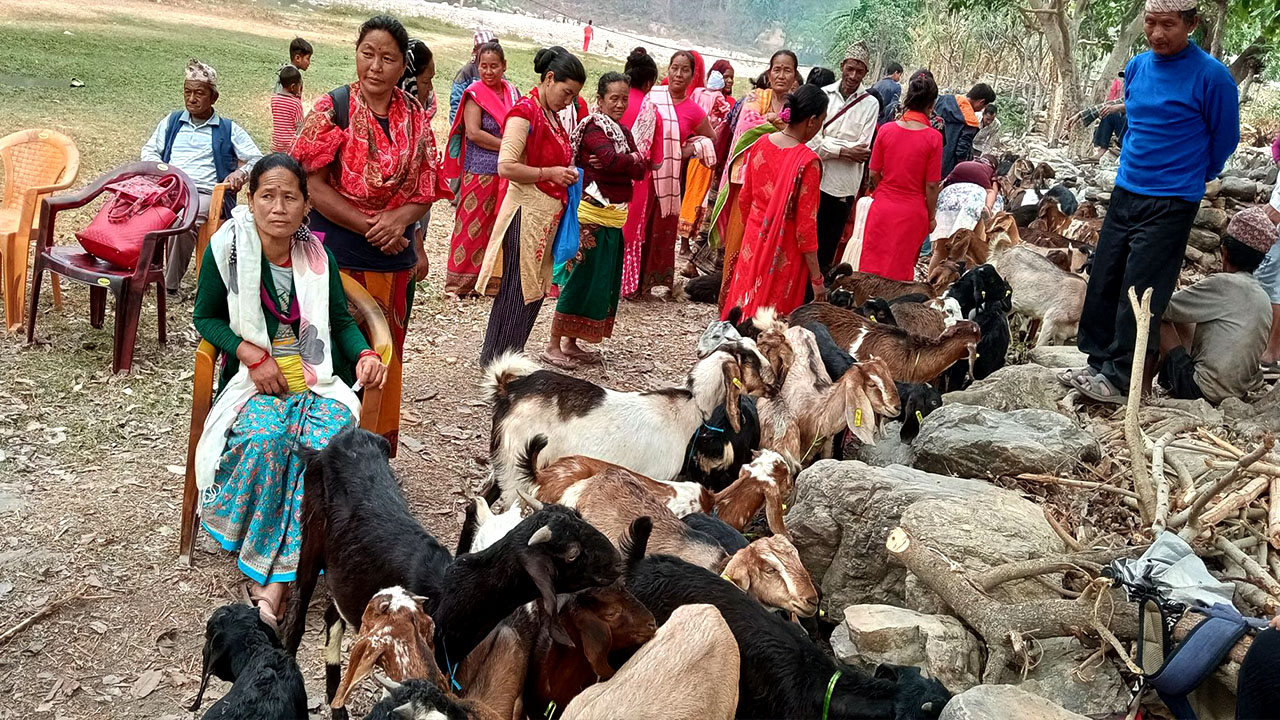 खसी बोका बिक्रीको कमाईले खुसी छन्, स्थानीय महिला image