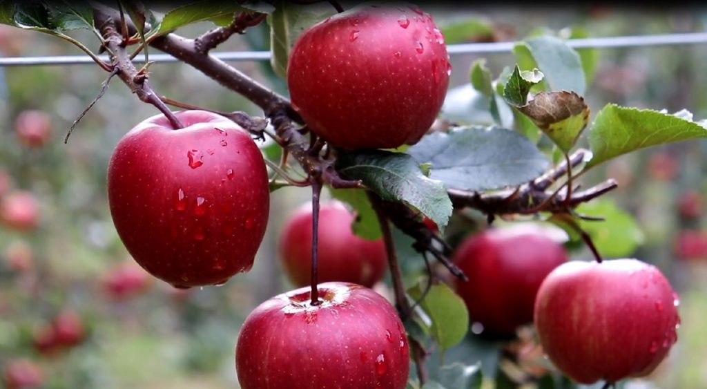 शीतभण्डार अभावमा डोल्पाका स्याउ खेर जाँदै