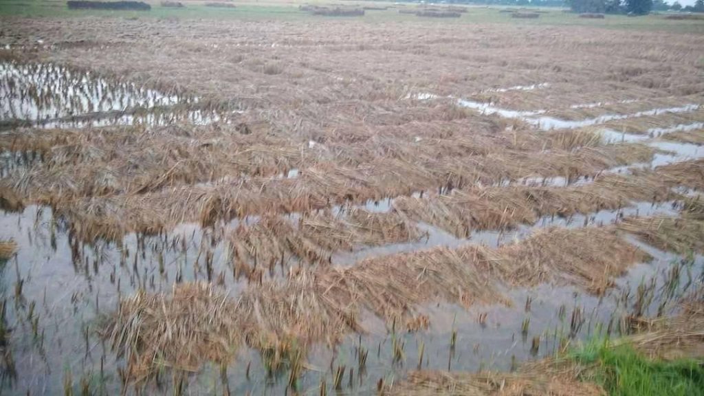 गण्डकी प्रदेशमा तीन हजार मेट्रिक टन धान क्षति