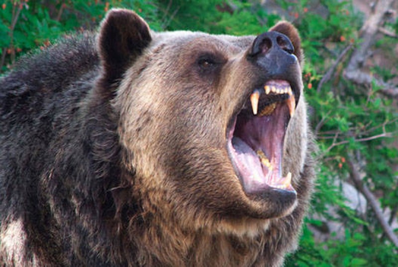 भालुको आक्रमणबाट जुम्लाको गुठिचौरमा एकको मृत्यु