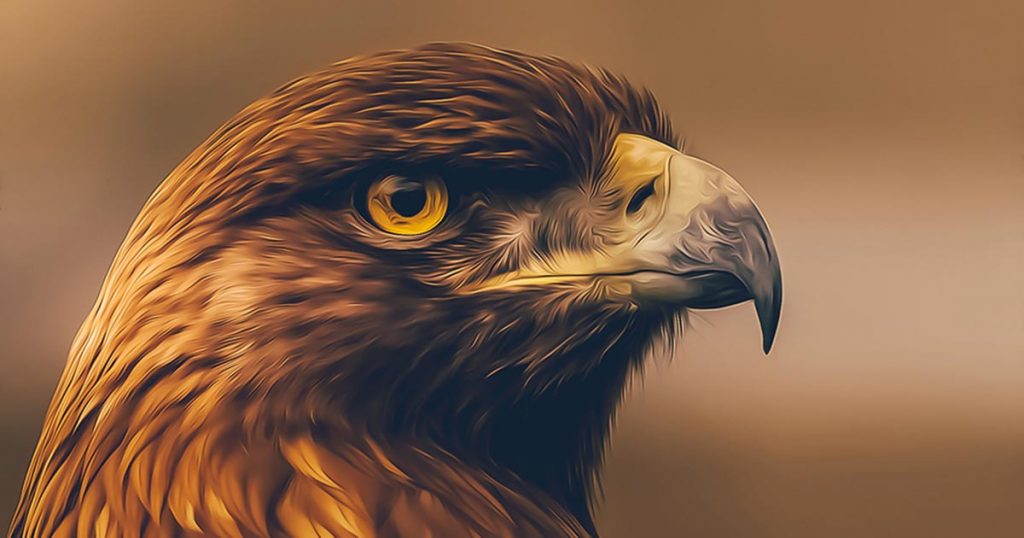 दुर्लभ सानो खैरो गिद्धको अनुसन्धान