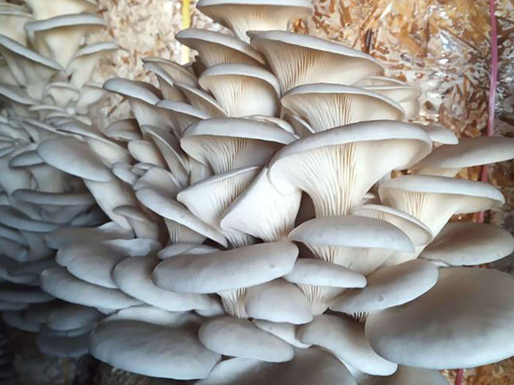 च्याउ खेतीमा सक्रिय दिलकुमारीलाई अन्तर्राष्ट्रिय पुरस्कार image