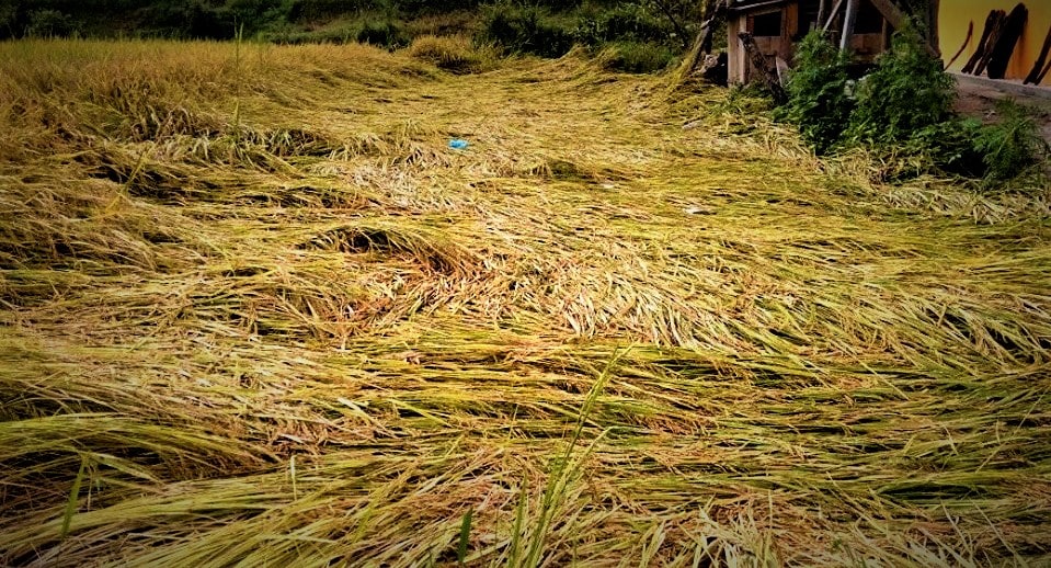 कञ्चनपुरमा १२ हजार हेक्टरको धान क्षति