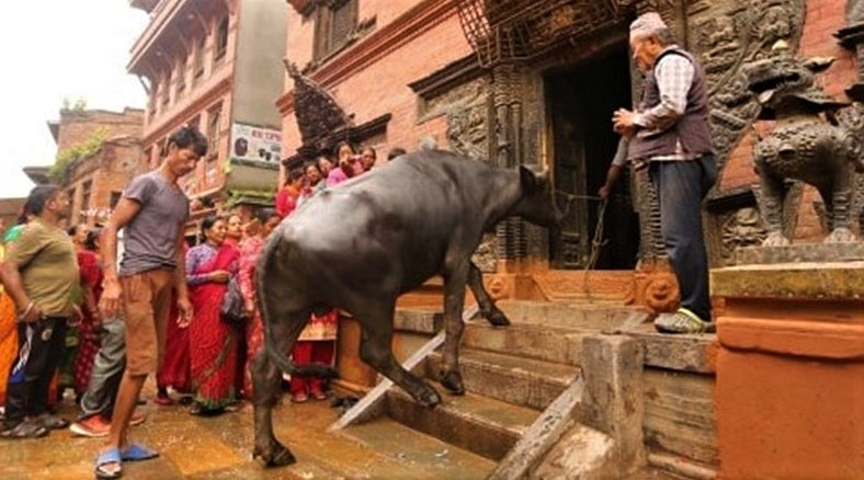 भक्तपुरमा राँगो दौडाउने जात्रा मनाइँदै (खःमेय् जात्रा)