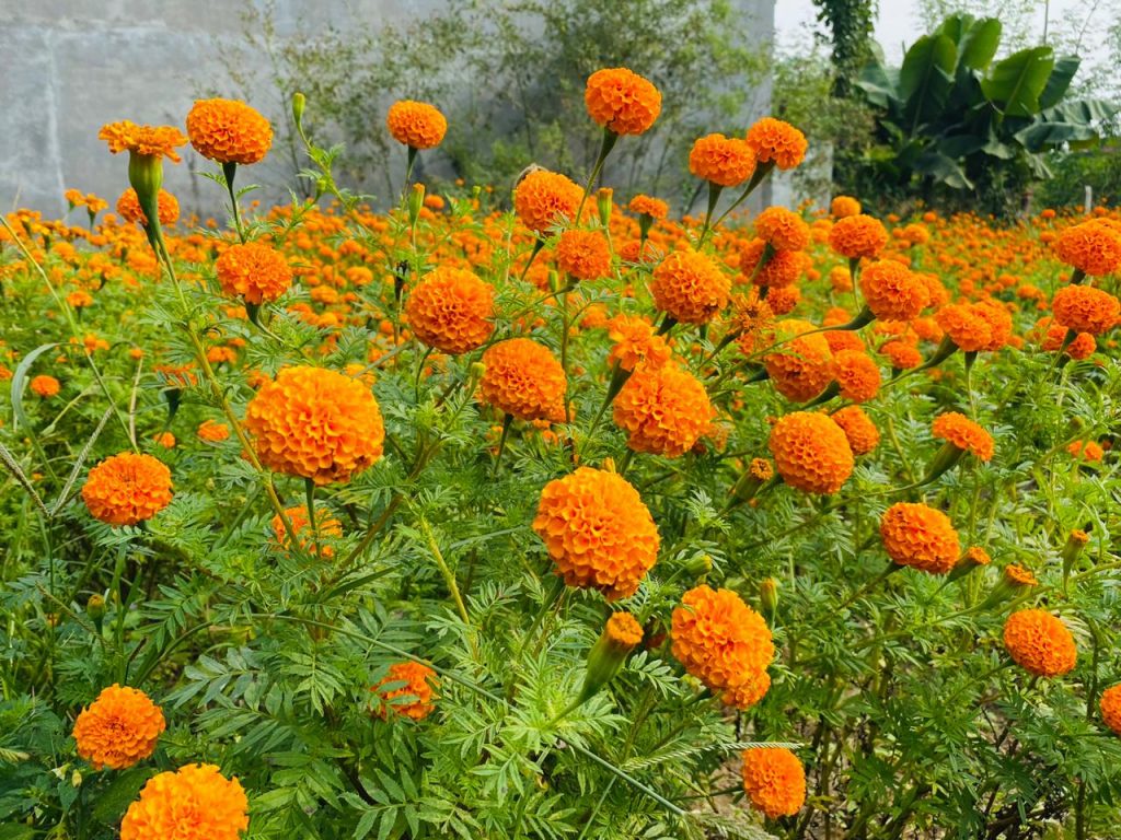 तिहारलाई ५० हजारभन्दा बढी सयपत्री फूलको माला आयात हुँदै
