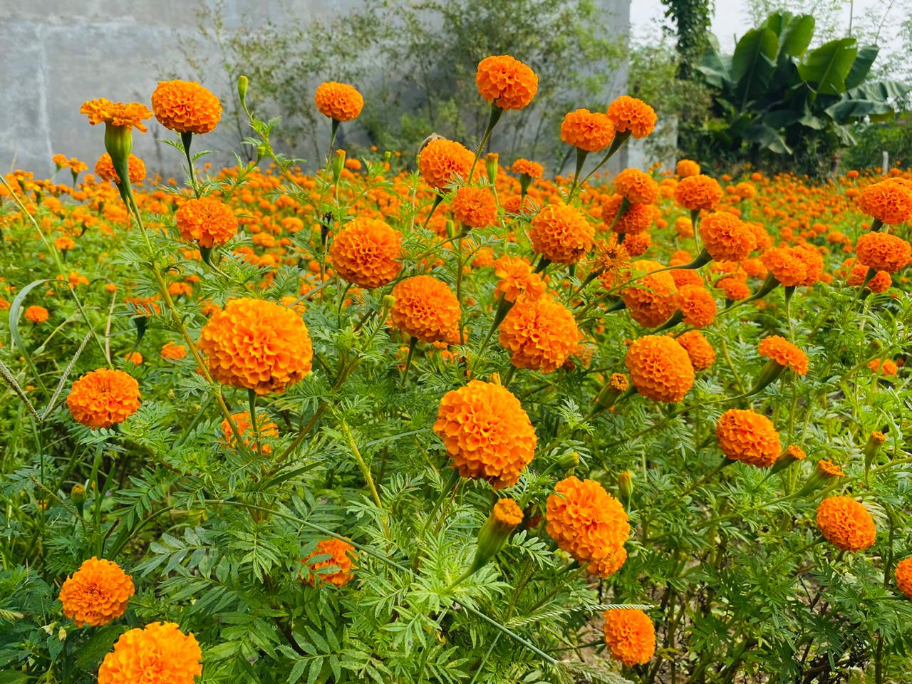 तिहारलाई ५० हजारभन्दा बढी सयपत्री फूलको माला आयात हुँदै image
