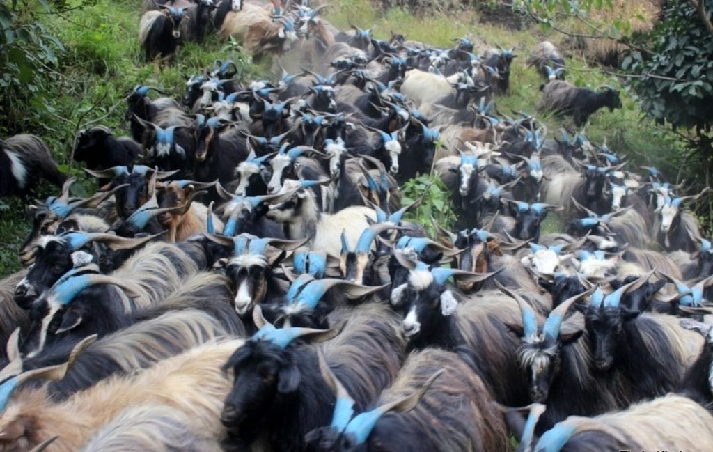 मुस्ताङबाट १२ हजार भेडा–च्याङ्ग्रा निकासी