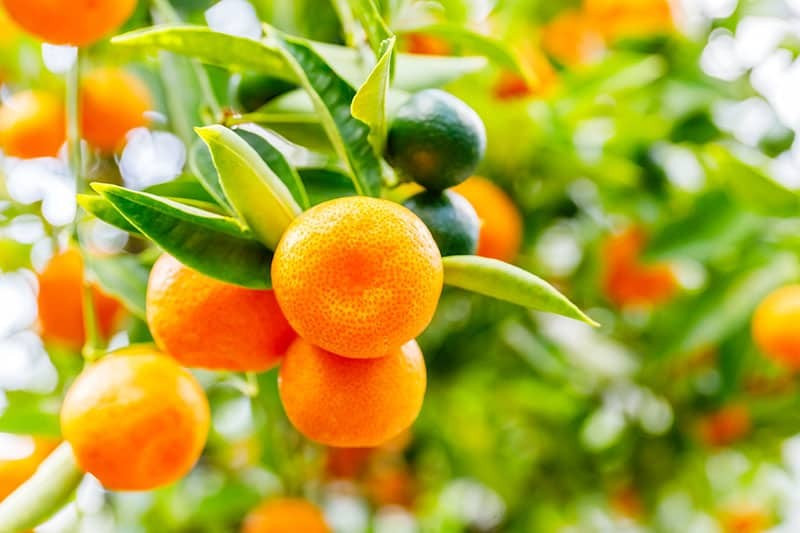 मानवमूत्रको प्रयोगले फलफूलको उत्पादन बढ्यो
