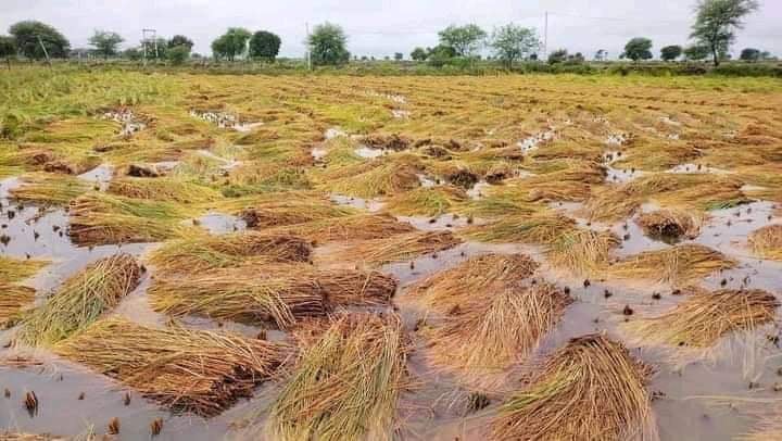 चितवनमा दुई हजार ५०० हेक्टरको धानबालीमा क्षति