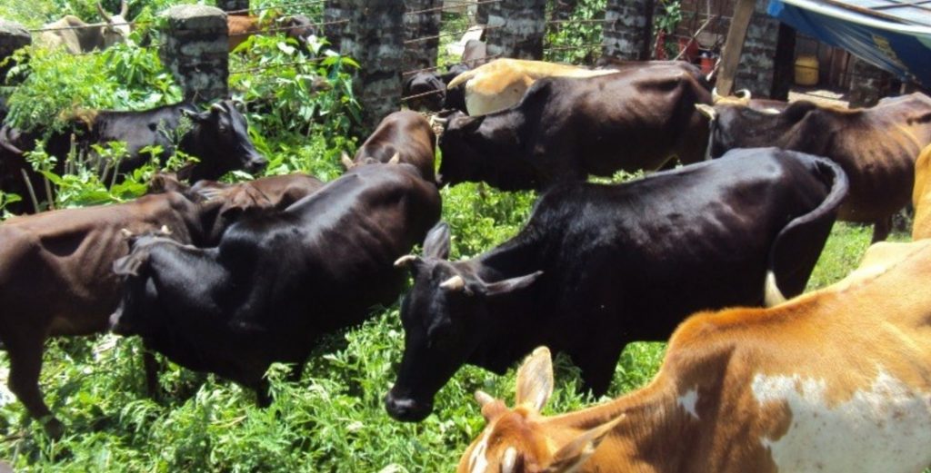 बेवारिसे गाईबाच्छाका लागि देउसी भैलोबाट रु एकलाख ७५ हजार सहयोग