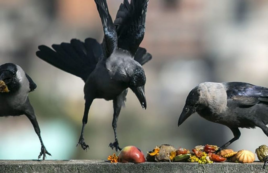 काग तिहार मनाइदै
