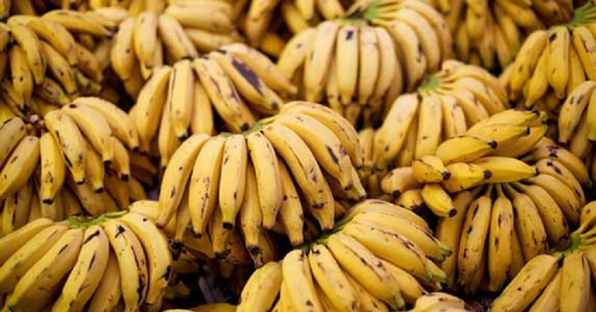 तिहार र छठमा लाखौँ मूल्यको केरा बिक्री