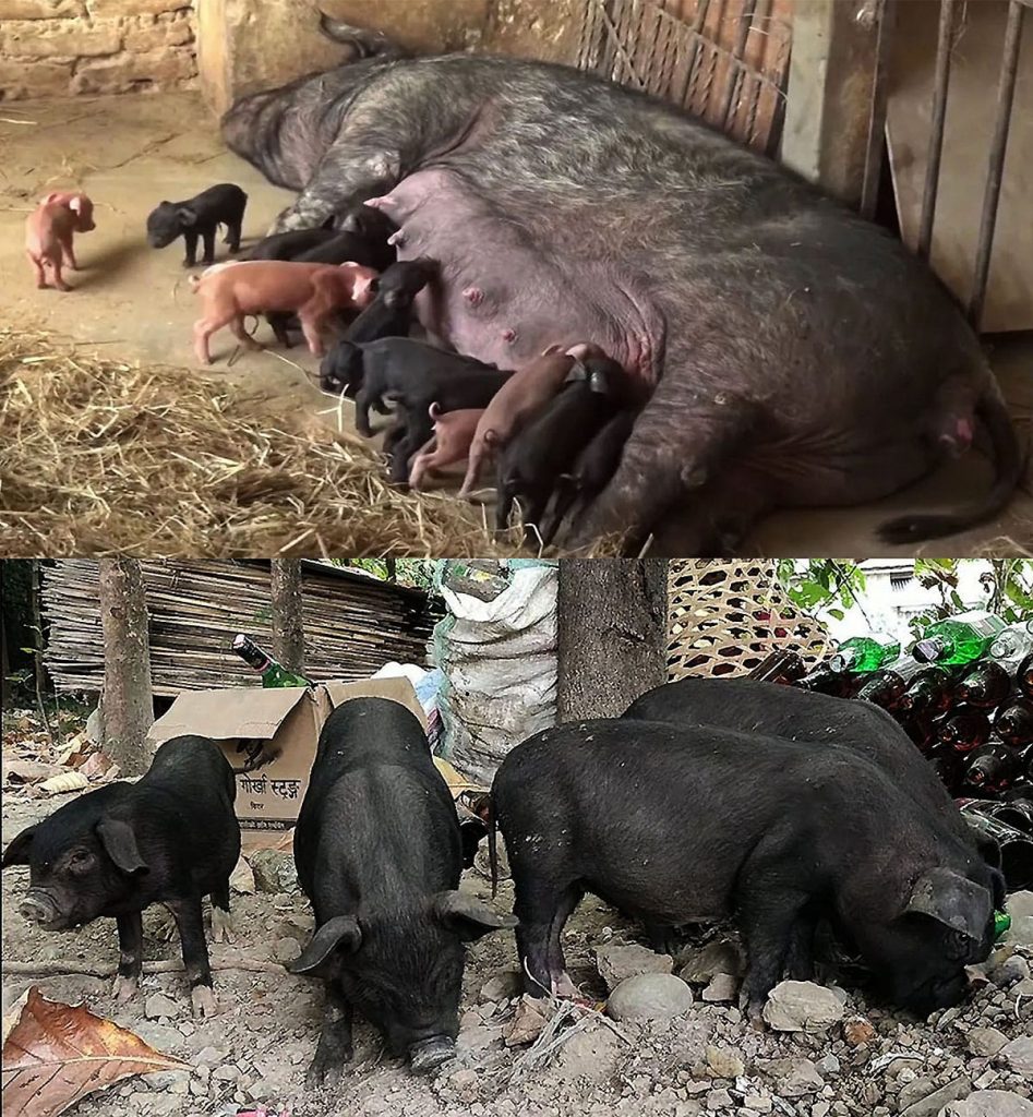गाउँमै बङ्गुरपालनबाट रु १८ लाख आम्दानी