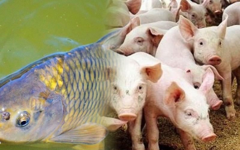 माछा र बङ्गुरपालन गरी आत्मनिर्भर image