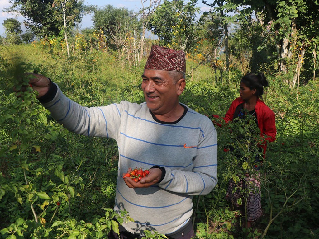 राजनीति गर्दा लागेको ऋण तिर्न अकबरे खेती image