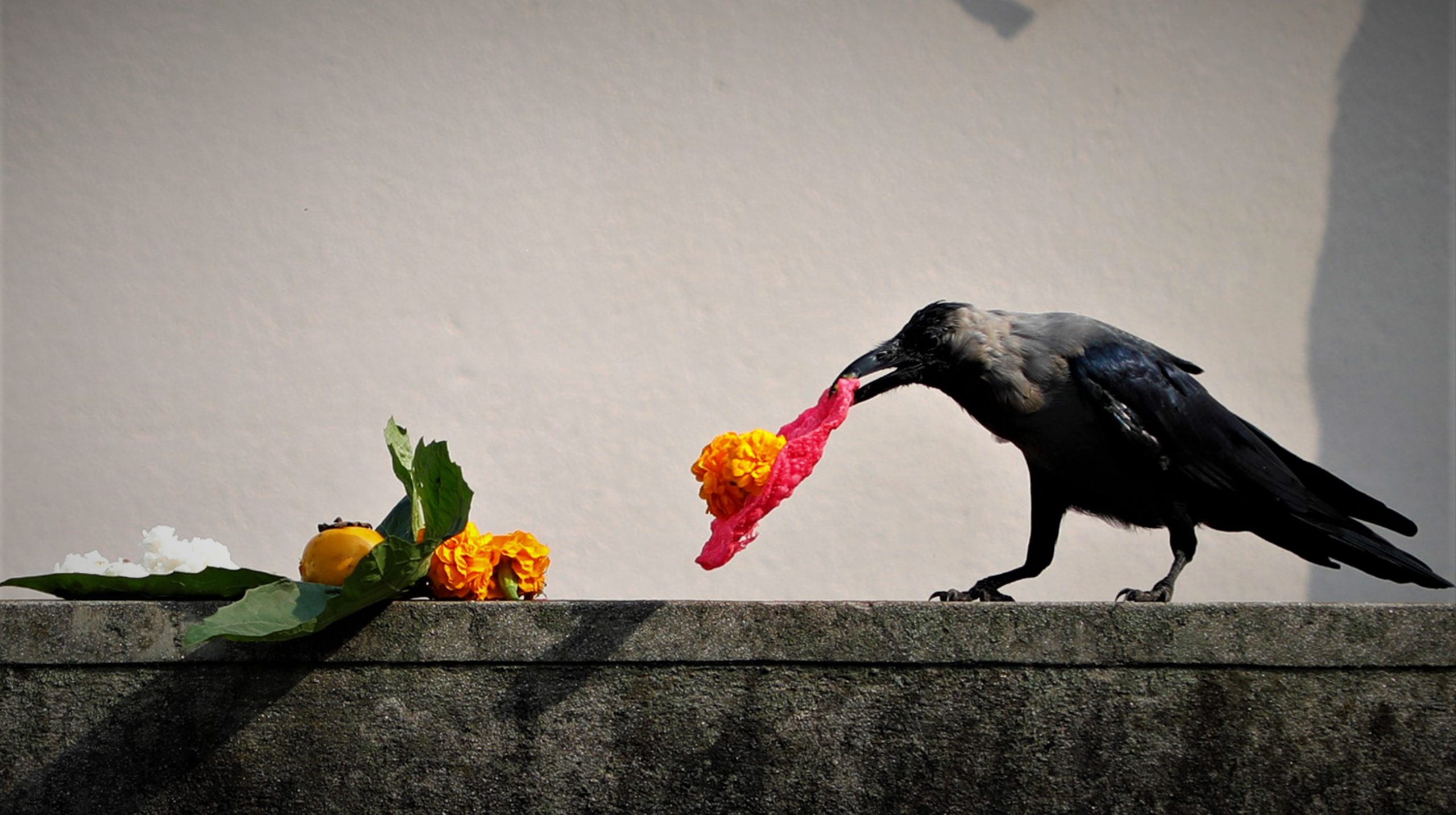 आज काग तिहार मनाइँदै, धनवन्तरि जयन्ती पनि image