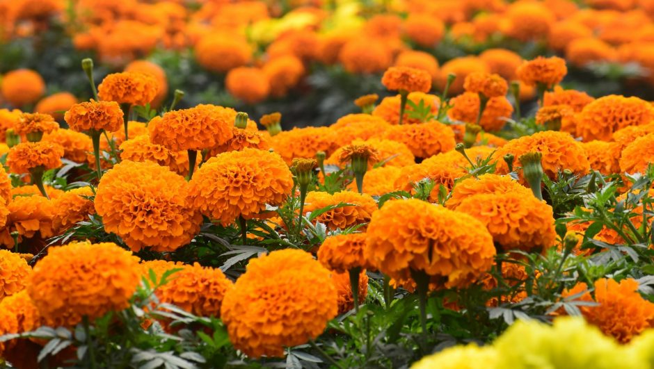 सयपत्री फूलले बढायो तिहारको चहलपहल