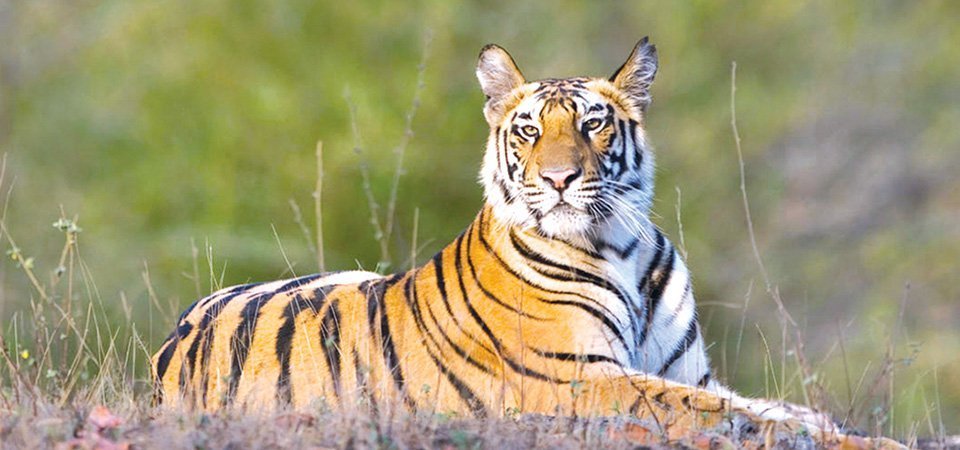 बस्ती आसपास बाघ देखिएपछि स्थानीयवासी त्रसित