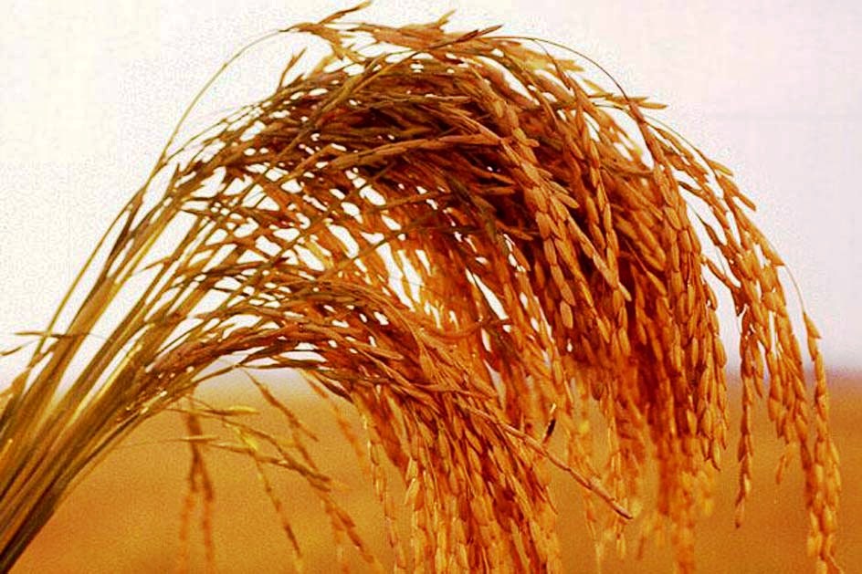 बारामा तीन अर्ब ५४ करोडको अगहनी धान उत्पादन