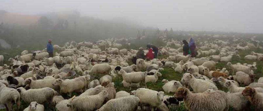 जाडो छल्न बेँसी झार्दै भेडीगोठ