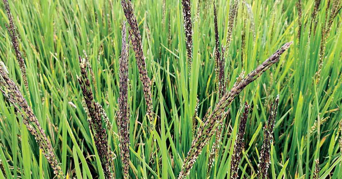 लोपोन्मुख ‘कालानमक’ उपहार बन्दै विश्वभर image