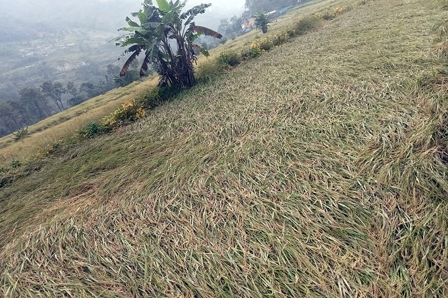 झापामा चार विघाको धान नष्ट