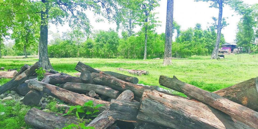 मुद्दा फैसलामा ढिलाइ हुँदा काठ सड्दै