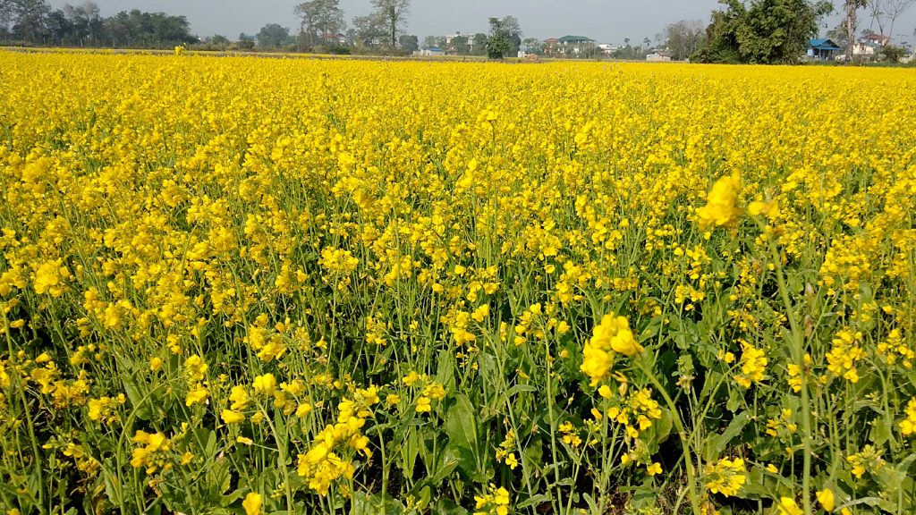 तोरी उत्पादनमा ‘साख’ गुमाउँदै नवलपुर