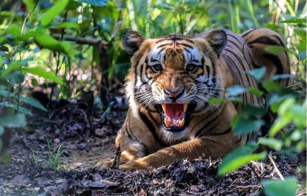 बाँकेमा बाघ आतङ्कः तीन महिनामा तीन जनाको लियो ज्यान image