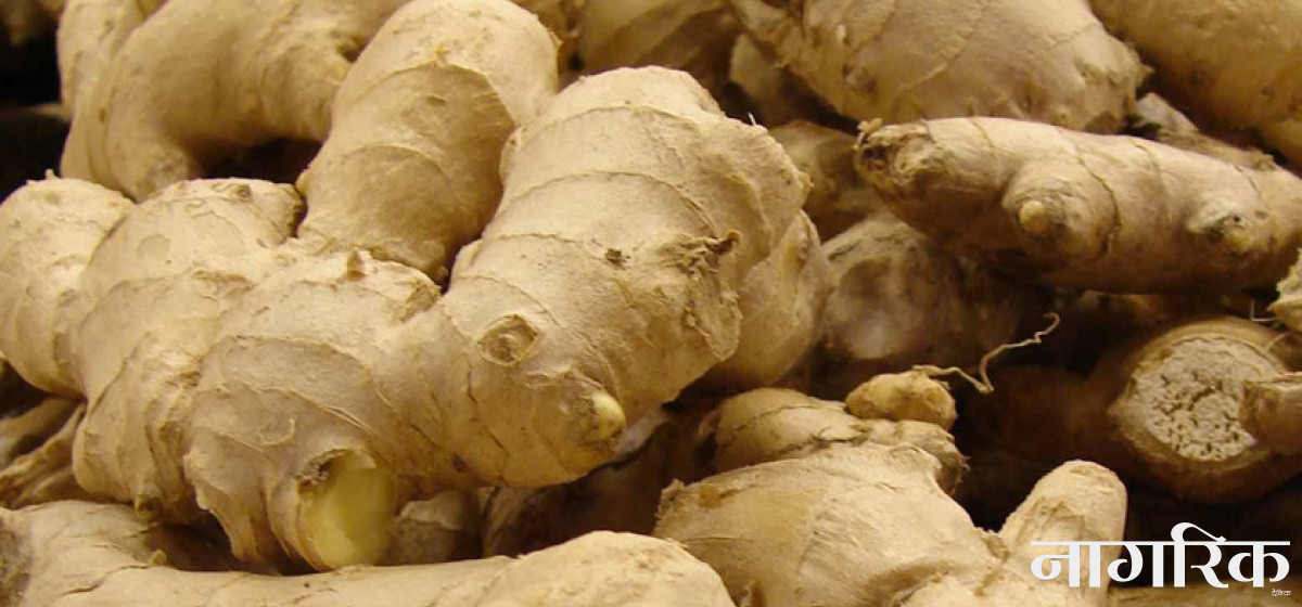 अदुवाको मूल्य नपाएपछि सुठो बनाउँदै किसान image