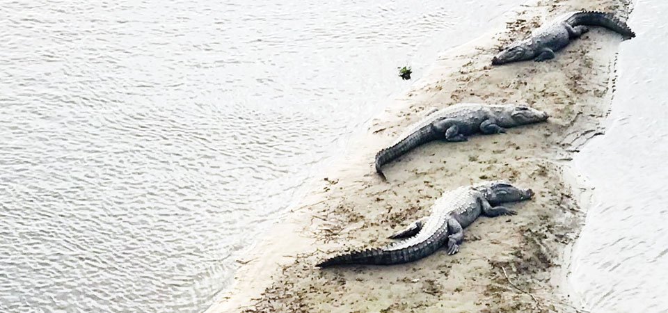 नेपालका ७५ प्रतिशत गोही भारतमा image