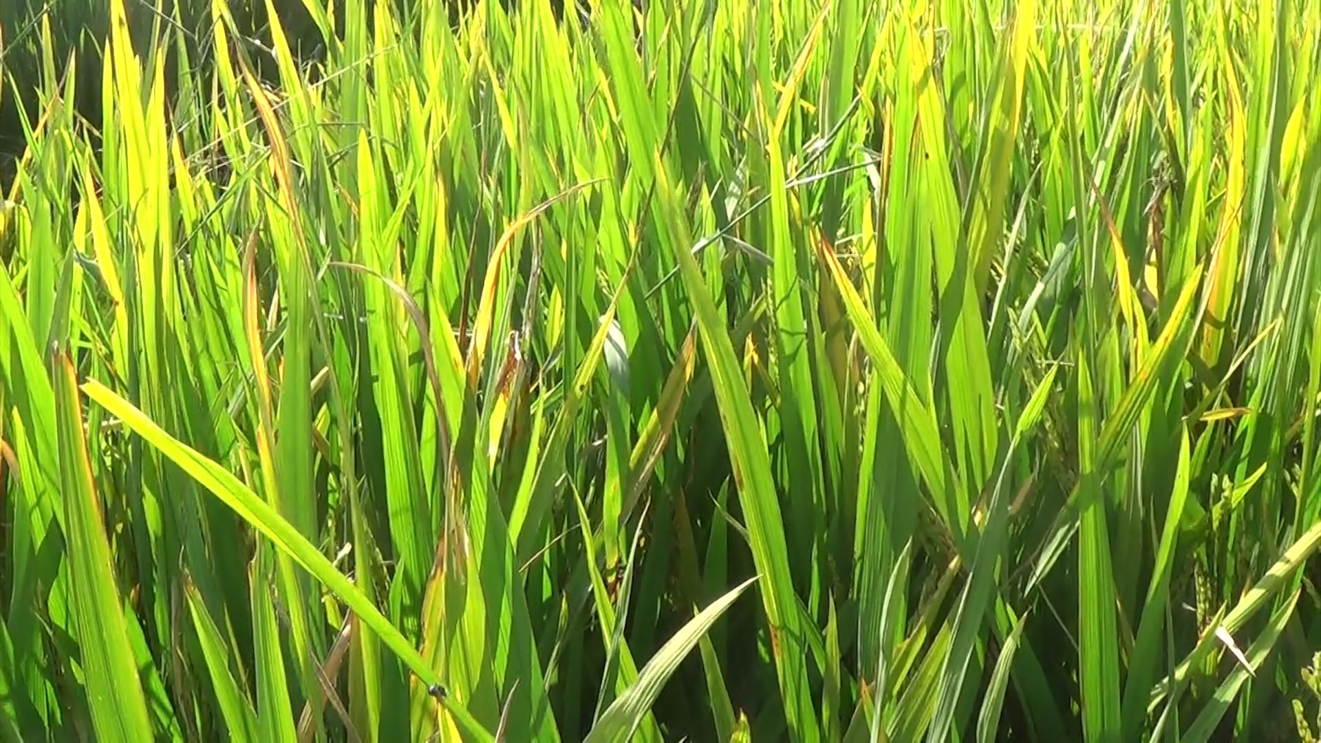 किसानले क्षतिपूर्ति पाउने image