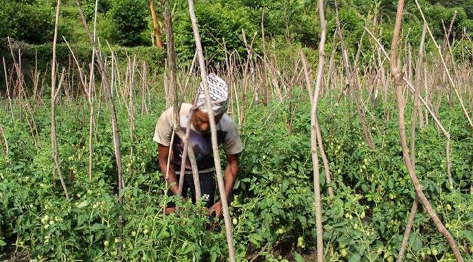 कृषि उत्पादन र उत्पादत्वमा बृद्धि