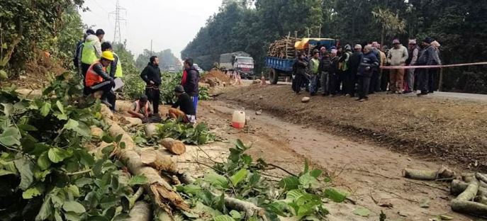 रुख काट्न स्वीकृति दिनेमाथि छानबिन गर्न निर्देशन