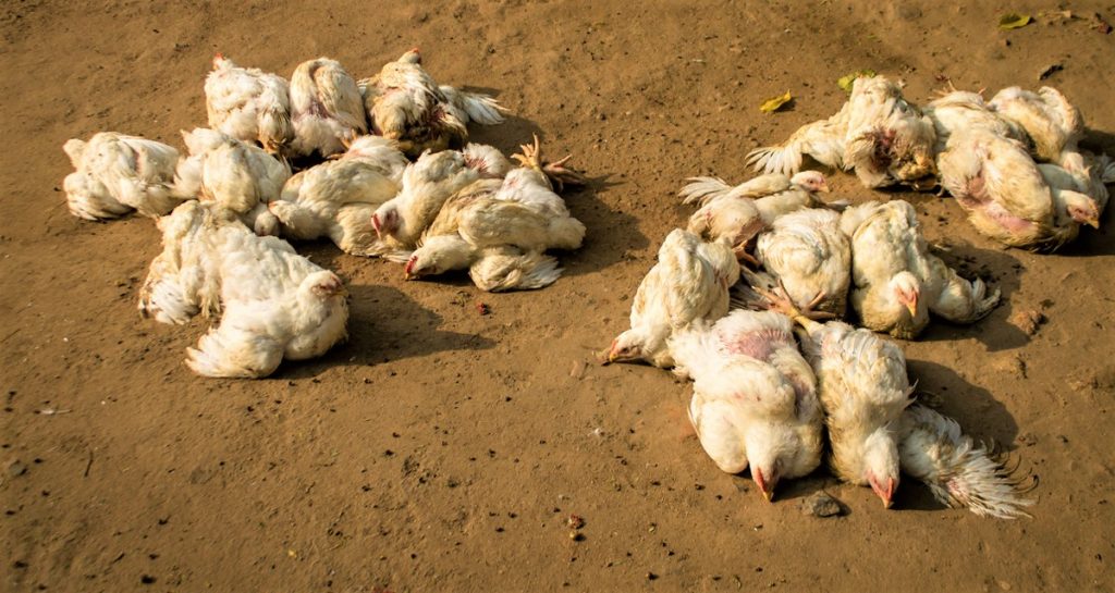 मोरङमा बर्डफ्लु संक्रमण