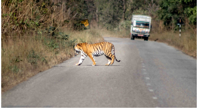 तीव्र गतिमा गुड्ने सवारीसाधनलाई ठाउँको ठाउँ कारबाही image