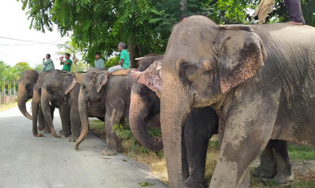सौराहाका हात्ती नाका कटाएर बेचिँदै image