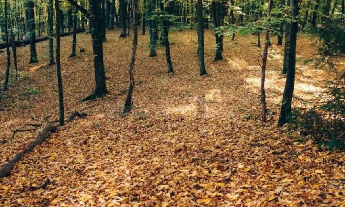 पतिङ्गर इन्धन र आय आर्जनको स्रोत image