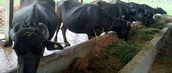 भैँसी पालेर नामसँगै दाम कमाउँदै दाङका किसान डाँगी