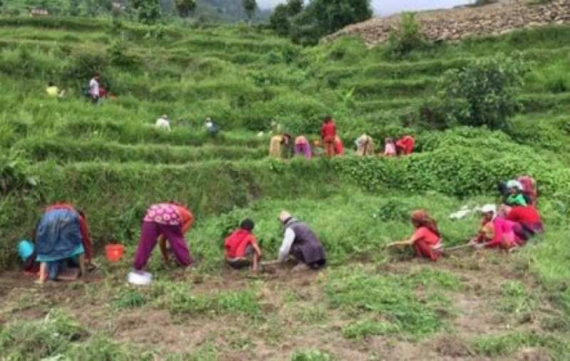सहकारीमार्फत सामूहिक खेती