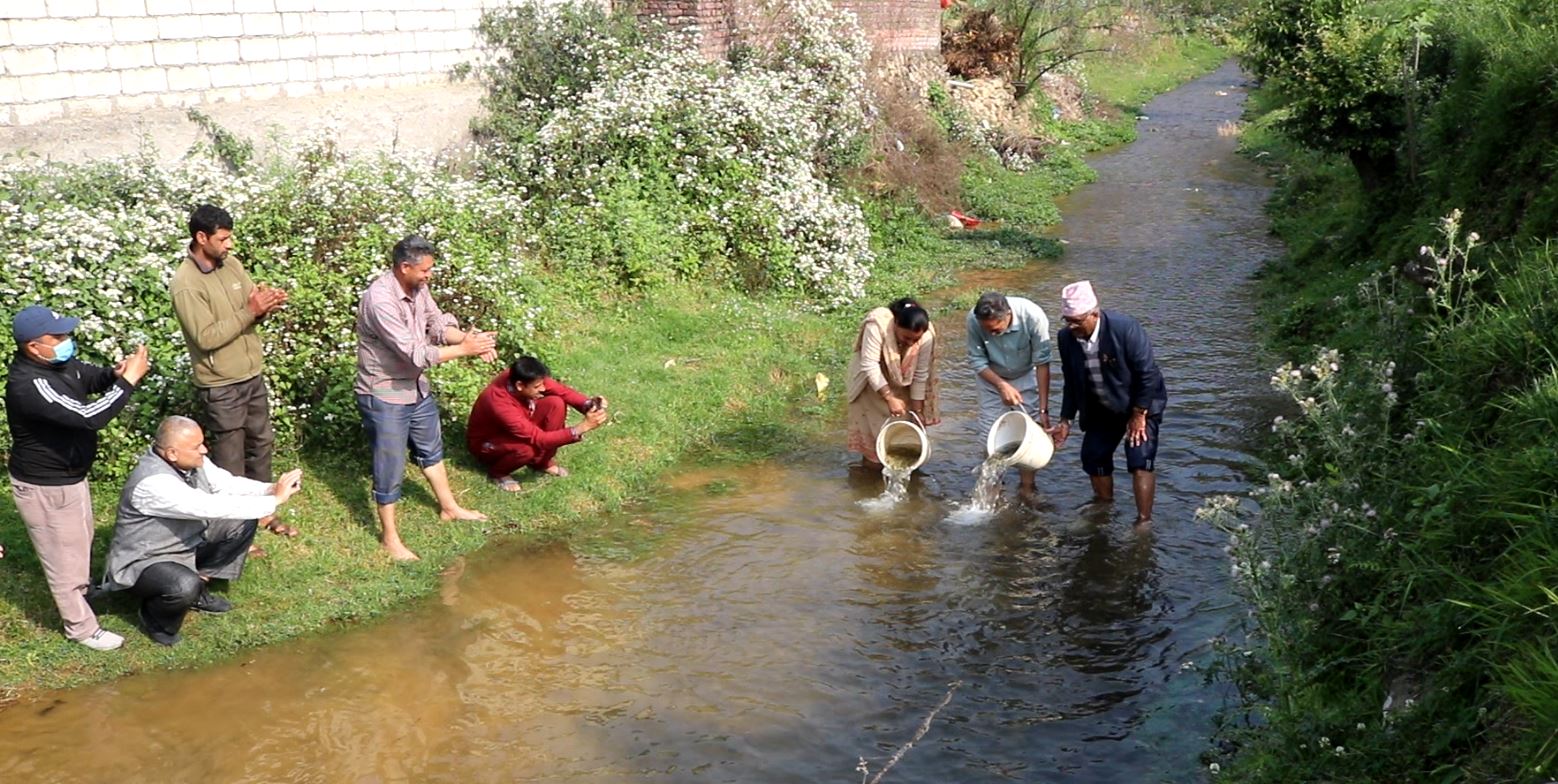 पनौती नगरपालिकाको लीलावती खोलामा ५० हजार माछाका भुरा छोडेपछि ….. image
