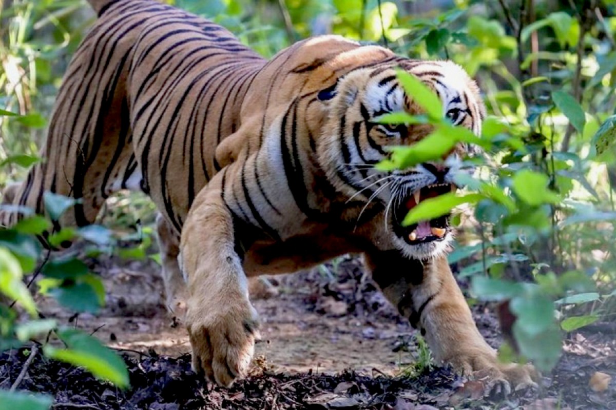 जङ्गली जनावरको आक्रमणबाट १२ जनाको मृत्यु image