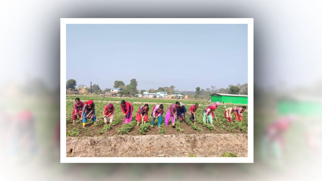सिमकोटका किसान आलुखेतीमा आकर्षित image