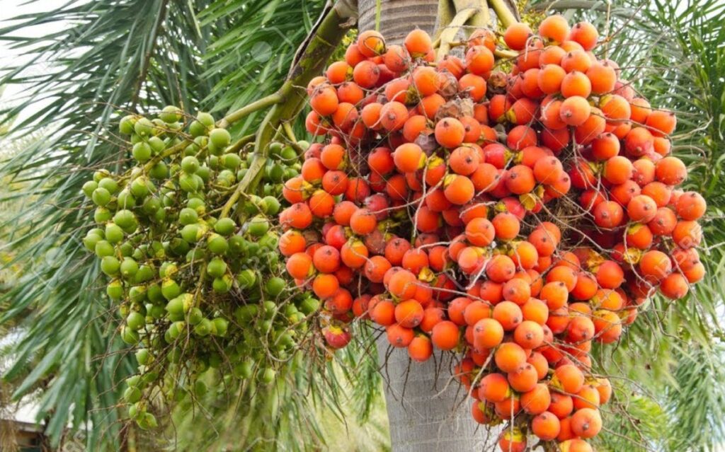 सुपारी खेतीतर्फ किसानको आकर्षण बढ्दै image