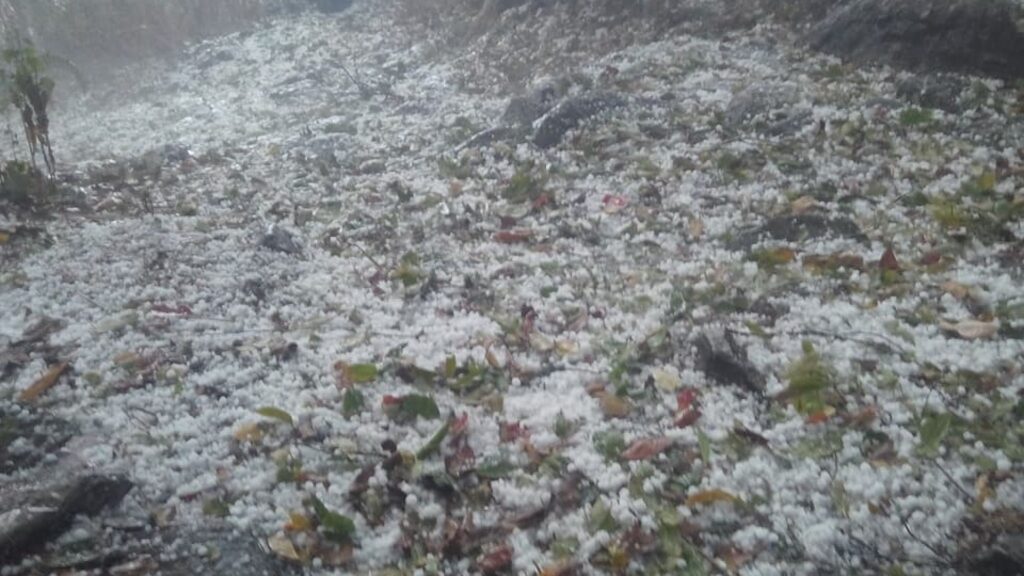 हावाहुरी, असिना–पानीले बालीमा क्षति