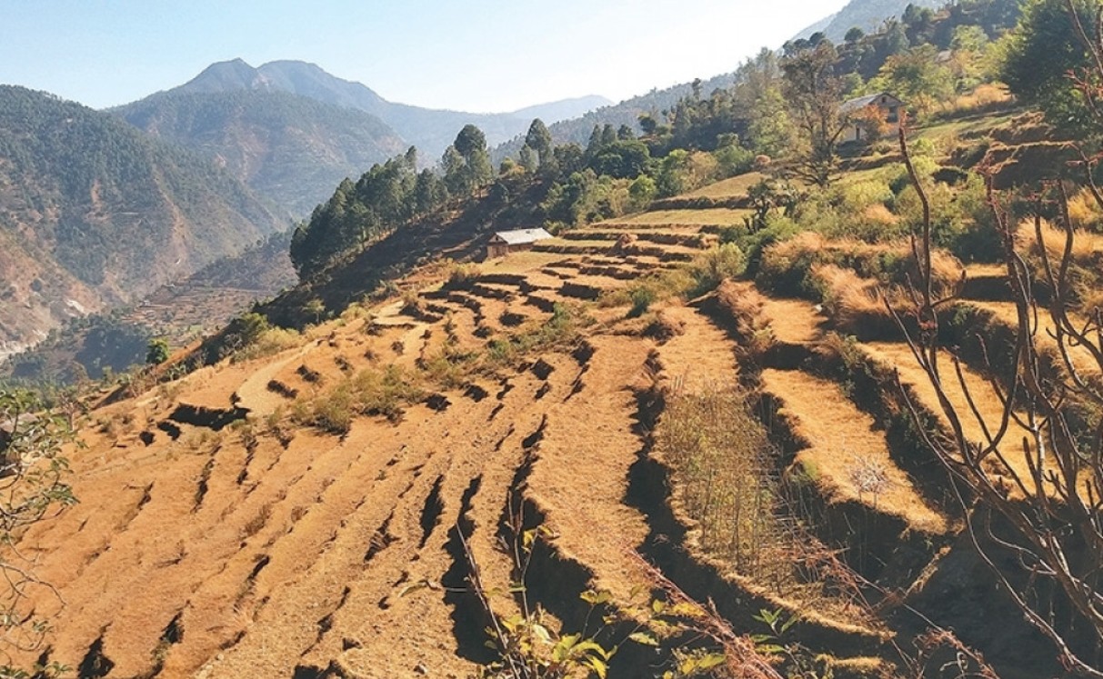 जनशक्तिको अभावमा खेतीयोग्य जमिन बाँझिदै image