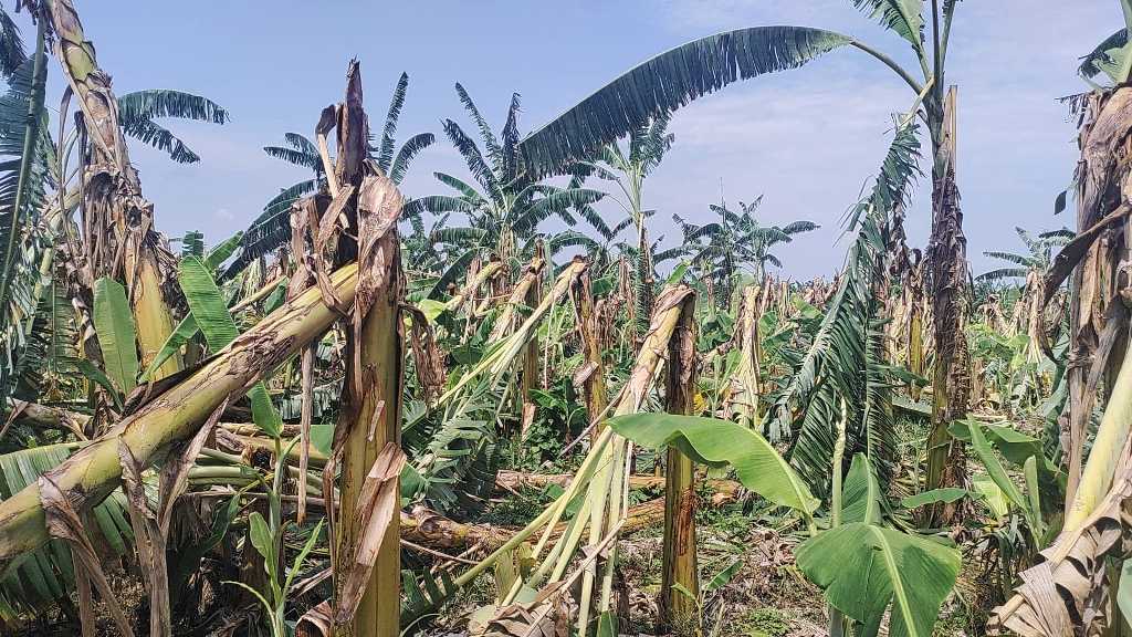 हावाहुरीले केरा खेतीमा क्षति, किसान चिन्तित