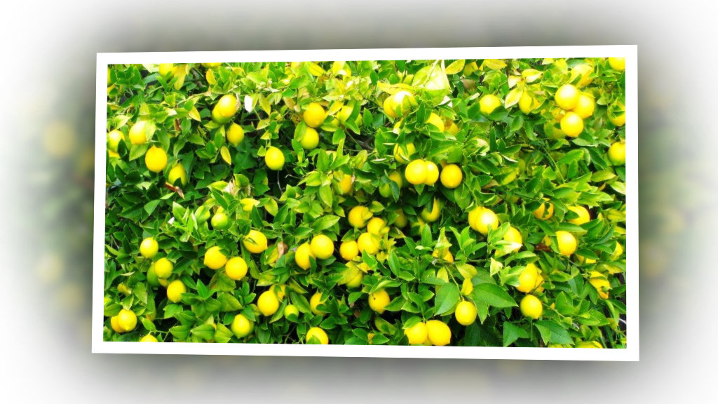 पर्वतमा कागतीखेती अभियान