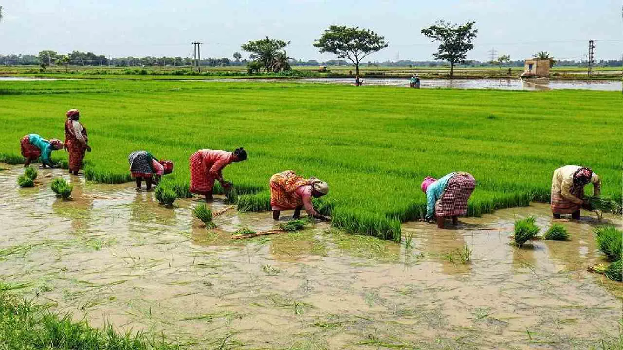 लुम्बिनी प्रदेशमा ३२ प्रतिशत रोपाइँ image